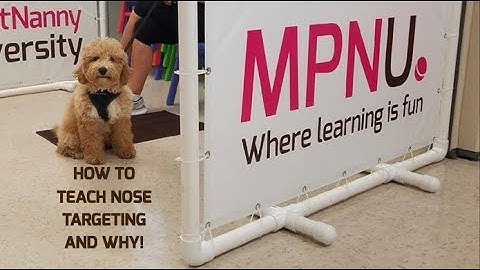 My Pet Nanny University - teaching targeting