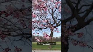 Get to Know Central Park's Cherry Blossoms #shorts