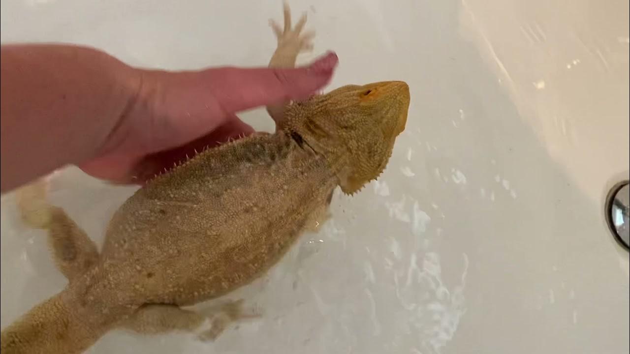 How to Bathe A Bearded Dragon YouTube