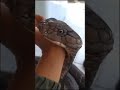 WHEN KING COBRA IS YOUR PET #snake #viral #snakes #indiansnake #snakesofindia #venomoussnake #shorts