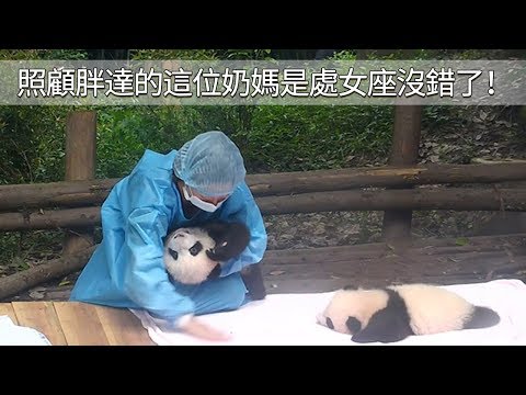《熊貓早晚安》照顧胖達的這位奶媽是處女座沒錯了！ | iPanda