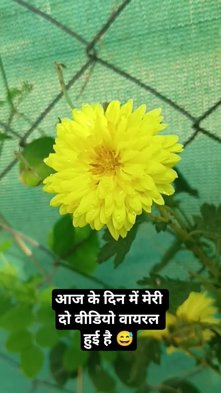 📜 Whatsapp स्टेटस - ShareChat