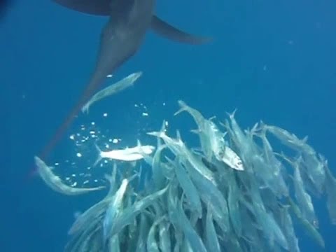 Sailfish Use Inescapable Face- Swords to Wound, Then Kill