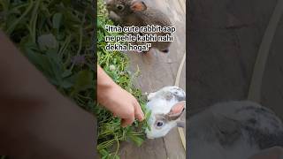 "Itna cute rabbit aap ne pehle kabhi nahi dekha hoga!" #rabbitlovers #trending #trending