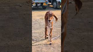 gir calf playing to fly jump & run at home | cow baby power to small age masti#short#viral#trending