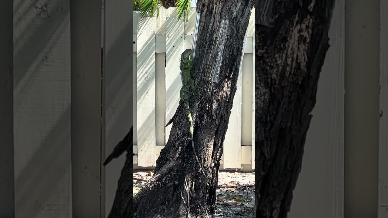 IggyWrap Works Wonders for Keeping Iguanas Away!