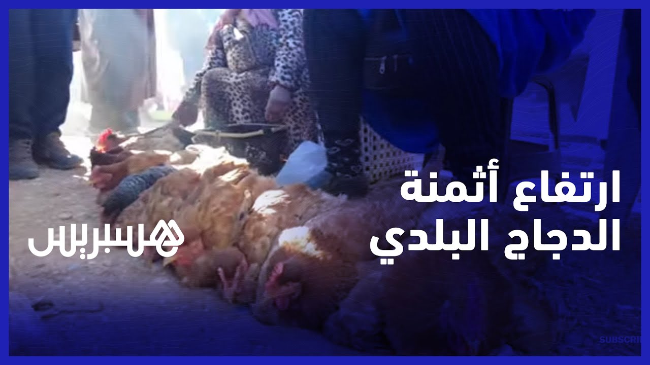 أثمنة غير مسبوقة.. ارتفاع أسعار الدجاج والبيض البلدي في سوق تاكزيرت ناحية بني ملال