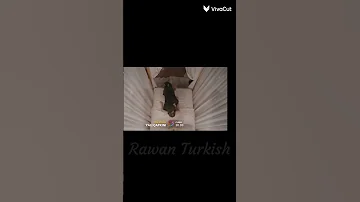 فريد وسيران يجننوا مسلسل طائر الرفراف الحلقة 22 مسلسل طائر الرفراف Shorts 