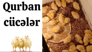 40 Ədəd Quban Cücə Aldım