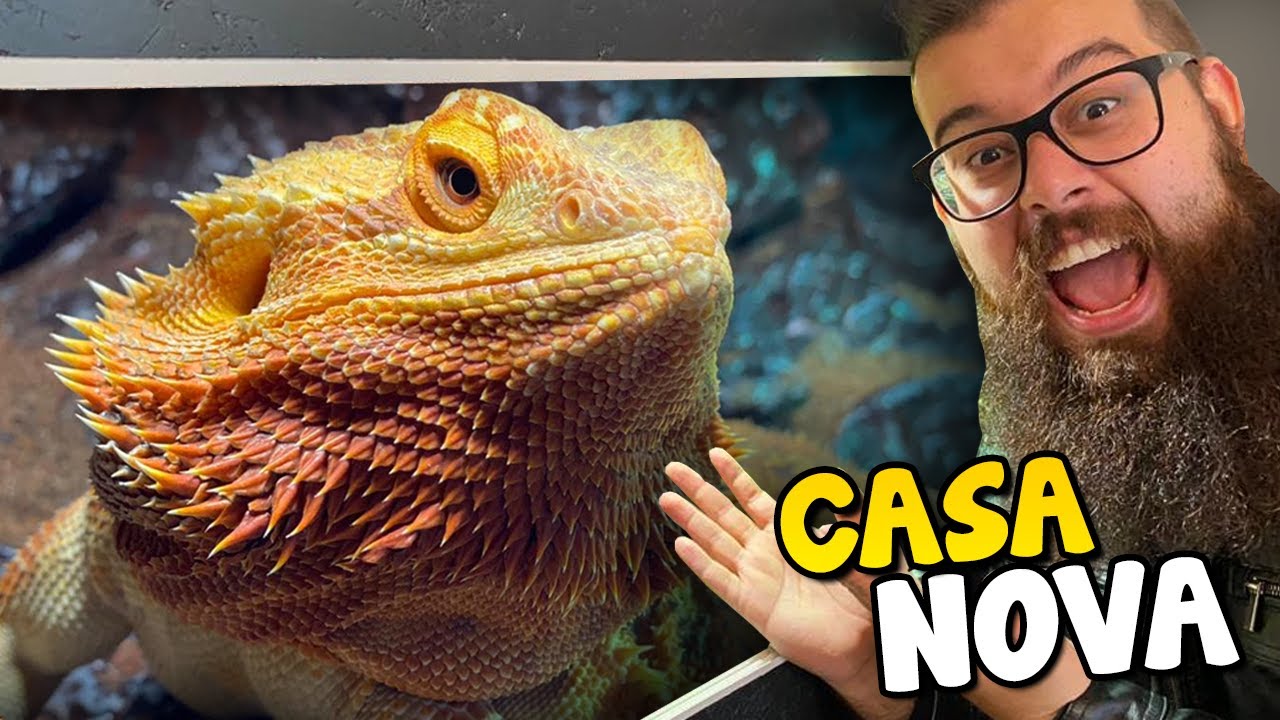 A NOVA casa do meu DRAGÃO BARBUDO!