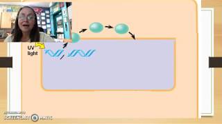 Tumor Suppressor Gene p53