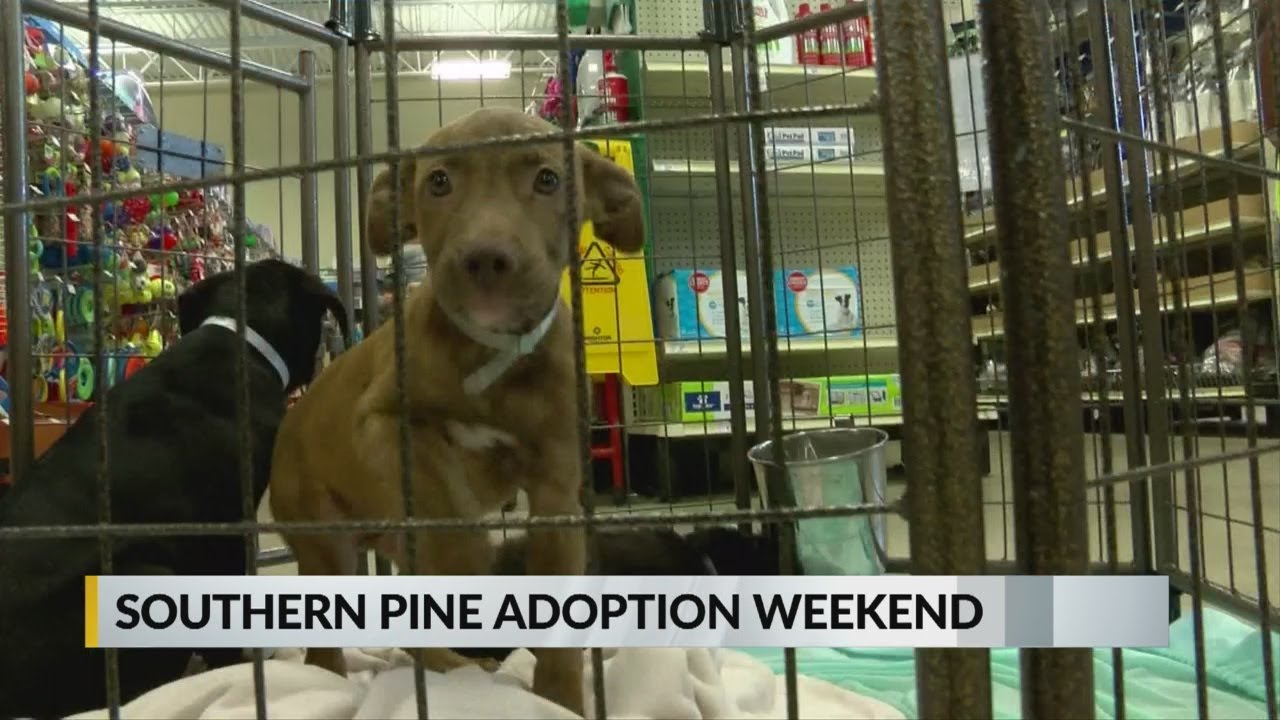 Hattiesburg pet adoption event YouTube