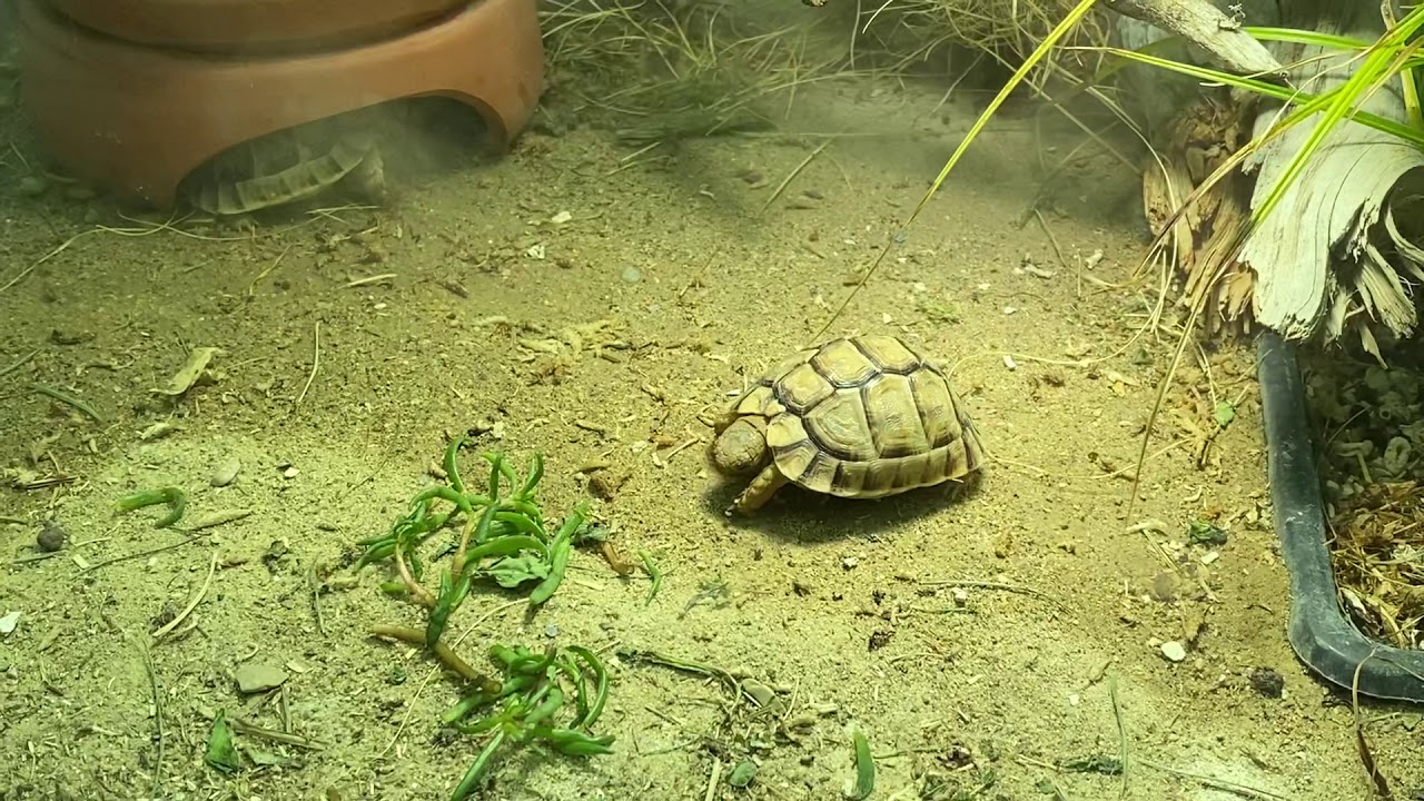 Testudo kleinmanni babies