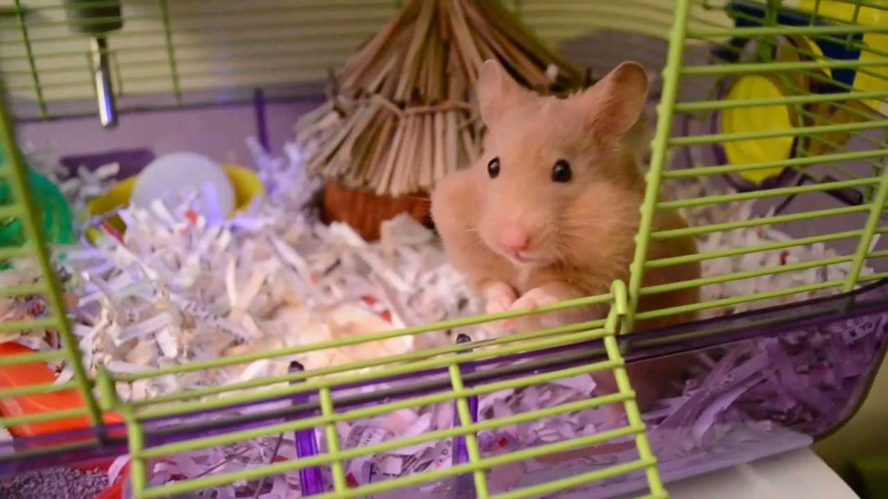Cali - Cute Hamster Storing Food - YouTube