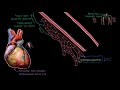 Kalp Krizi (Miyokard İnfarktüsü) Patofizyolojisi (Fen Bilimleri) (Sağlık ve Tıp)