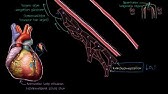 ramen erişte kalp sağlığı hipertansif damarlar genişler veya daralır