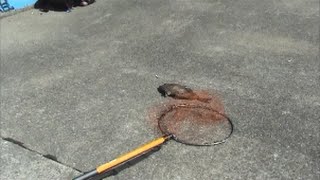 大物バリ【アイゴ】が釣れて潔癖な料理に挑戦(８話目)