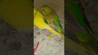 Budgies parrot secrets🤫breeding tips🦜/Bird winter soft food #Bird #Budgieslover #Birdcare #minivlog