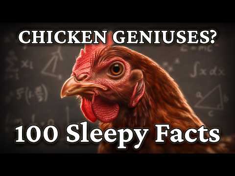 Why We Underestimate Chickens: A Soothing Look at Their Intelligence