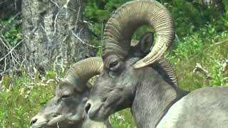 Bighorn Sheep Yellowstone East entrance 2021