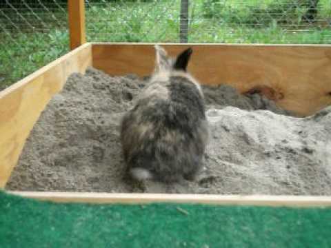 Meine kaninchen im aussengehege youtube