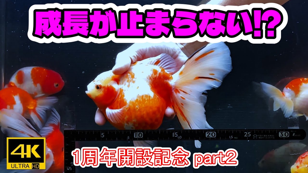 金魚　 👉【90cm水槽 もう限界⁉大化する金魚達】開設1周年ﾊﾟｰﾄ2 - YouTube
