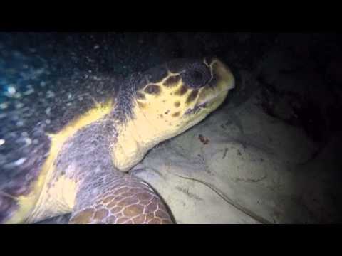Diving in 3 Caves with a Caretta caretta  Sal Island Cabo Verde Sea Adventures