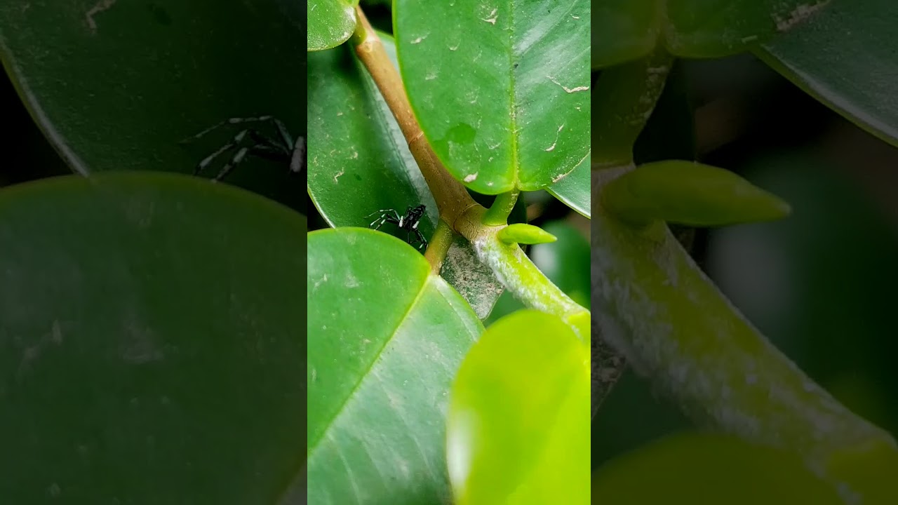 blue spider, in ficus green island