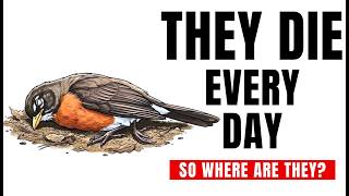 Why You Almost Never See Dead Birds?