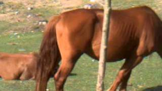 Caballos en Picos de Europa