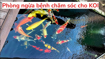 Phòng ngừa bệnh chăm sóc cho KOI | Disease prevention and care for KOI