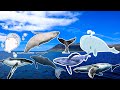 Baleen whales!!! - Sounds and Curiosities | 🐳🐋🌎🎼🎵🎶