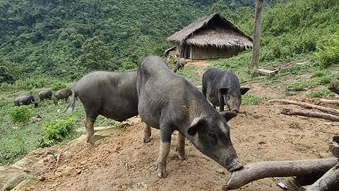 khám phá Đán Dầu 3 hết hồn ẩn sâu trong rừng. Nguyễn Tất Thắng