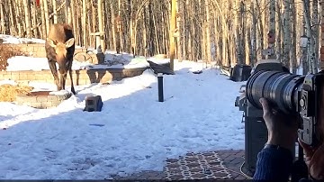 Photogenic moose visit Calgary woman every morning for a new profile pic