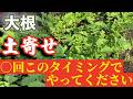 【大根】土寄せの回数とタイミングを説明します