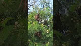 Muita Abelha Nessa Flor