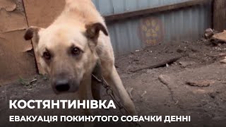 КОСТЯНТИНІВКА | Під час евакуації тварин ми знайшли покинутого собачку Денні