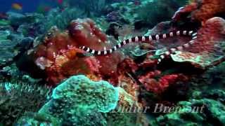 Anguille serpent - Myrichthys colubrinus - Philippines -  Dolphin House Cebu