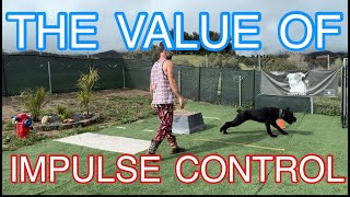 TEACHING A GIANT SCHNAUZER TO SIT STILL!!!! (Impulse Control)