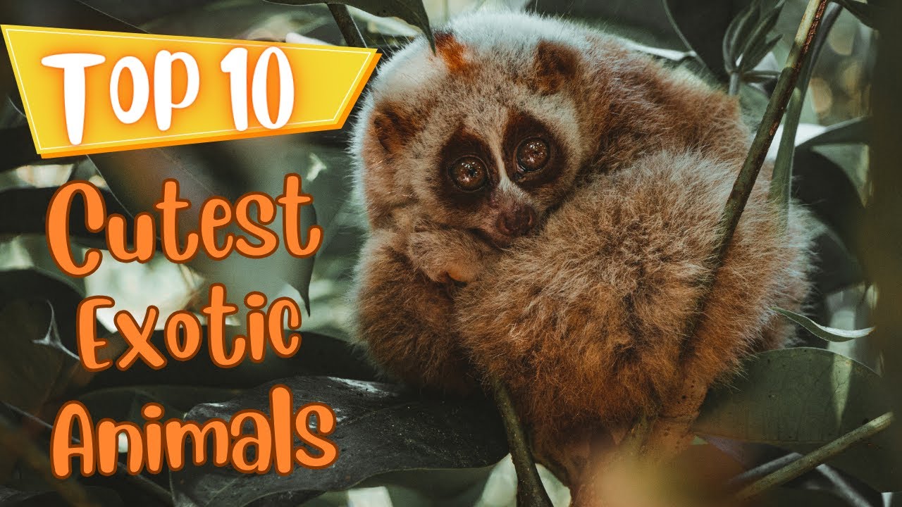 Top 10 Cutest Exotic Animals YouTube