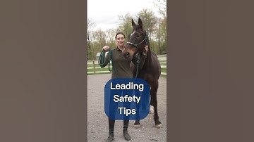 How To Lead A Horse