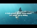 Shark Attack - Can a Shark Shield Technology deter a charging White Shark?
