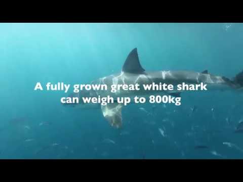 Shark Attack - Can a Shark Shield Technology deter a charging White