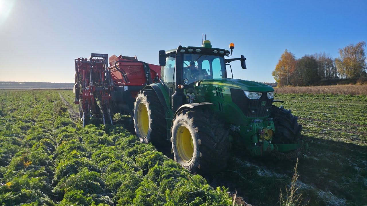 Porkkanan nostoa Seulavihanneksen tilalla