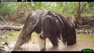 Giant Anteater Scratches An Itch (volume up!)