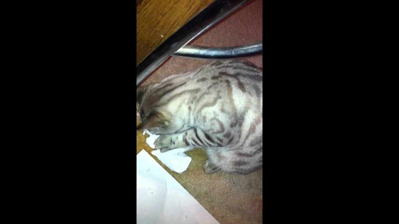 Snow Bengal Cat Eating Paper YouTube