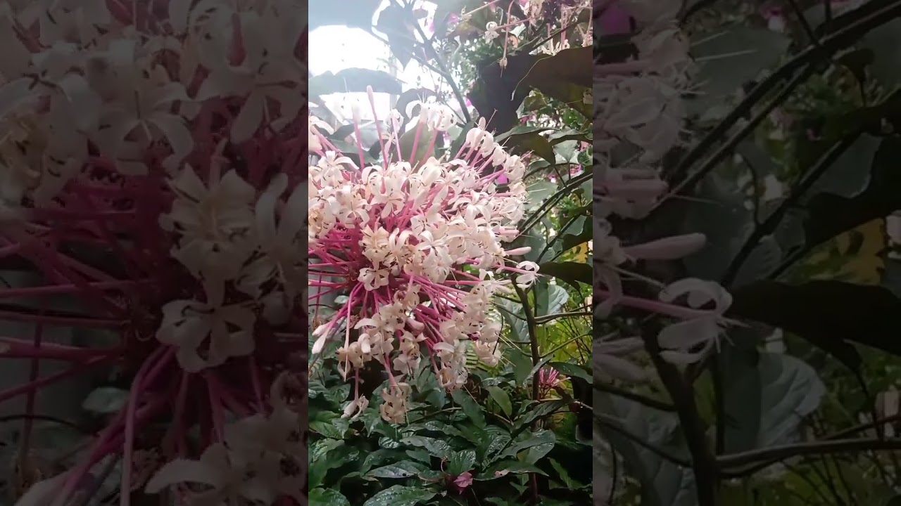 Olha que coisa mais linda a floração da Clerodendrum quadriloculare 💕