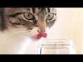 4K Kot pije wodę w zwolnionym tempie - Pijący kot - Kot pije - Jak kot pije wodę 😺