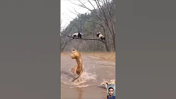 Tiger Aur Bhalu Ki Video Video Viral Animals 