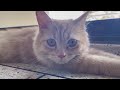 Upayhyip | Funny cat | Persian cat
